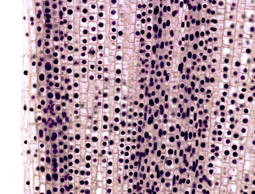 无人,横图,室内,白天,正面,仪器,蔬菜,洋葱,许多,检查,朦胧,模糊,新鲜,反射,分析,光束,科学,颗粒,显微镜,食品,很多,食物,排列,观察,清晰,探索,摄影,有机食品,绿色食品,放大,观看,仔细,杂乱,透镜,混乱,凸透镜,聚焦,关注,光学,清楚,摆列,有丝分裂,紊乱,芜杂,竖直,圆葱,洋葱头,球葱,彩图,拍摄,布列,分列