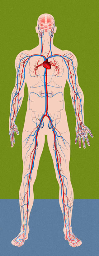 血管,一个人,无人,站,竖图,彩色,插画,室内,白天,正面,数码,科技,仅一个男性,仅一个人,阴影,网络,高光,几何,计算机图形,合成,图画,画,仅一个年轻男性,蓝色,绿色,站着,血液,流动,活动,电脑合成图,数码合成图,漫画,写实,具体,具象,男人,男性,年轻男性,站立,彩图,全身,循环系统