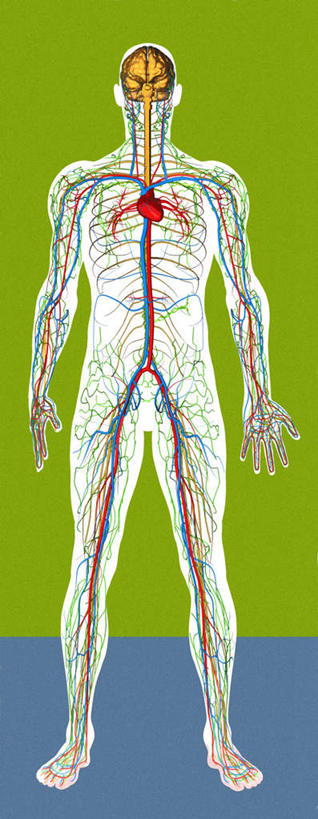 内脏,动脉,静脉,血管,一个人,无人,站,竖图,彩色,插画,室内,白天,正面,数码,科技,仅一个男性,仅一个人,阴影,网络,高光,几何,计算机图形,合成,图画,画,仅一个年轻男性,蓝色,绿色,模型,站着,血液,流动,活动,电脑合成图,数码合成图,人体器官,解剖,器官,漫画,写实,具体,具象,男人,男性,年轻男性,站立,彩图,全身,循环系统,剖解
