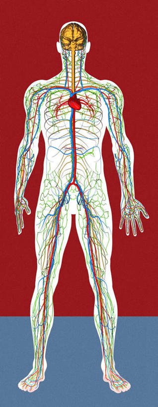 内脏,动脉,静脉,血管,一个人,无人,站,竖图,彩色,插画,室内,白天,正面,数码,科技,仅一个男性,仅一个人,阴影,网络,高光,几何,计算机图形,合成,图画,画,仅一个年轻男性,红色,蓝色,模型,站着,血液,流动,活动,电脑合成图,数码合成图,人体器官,解剖,器官,漫画,写实,具体,具象,男人,男性,年轻男性,站立,彩图,全身,循环系统,剖解