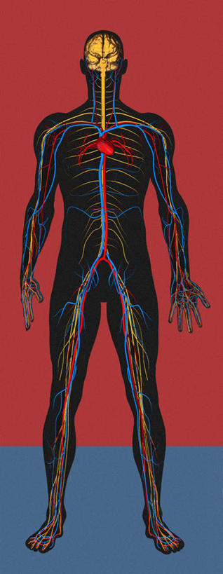 内脏,动脉,静脉,血管,一个人,无人,站,竖图,彩色,插画,室内,白天,正面,数码,科技,仅一个男性,仅一个人,阴影,网络,高光,几何,计算机图形,合成,图画,画,仅一个年轻男性,红色,蓝色,模型,站着,血液,流动,活动,电脑合成图,数码合成图,人体器官,解剖,器官,漫画,写实,具体,具象,男人,男性,年轻男性,站立,彩图,全身,循环系统,剖解