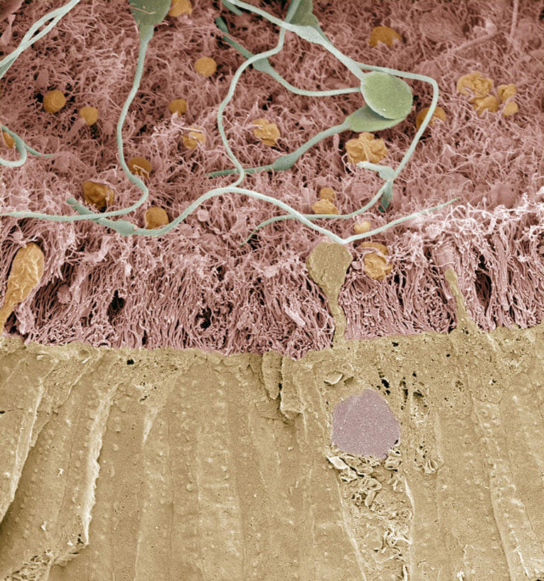 膀胱,睾丸,阴囊,尿道,无人,竖图,插画,室内,特写,白天,正面,数码,科技,阴影,网络,高光,几何,计算机图形,合成,图画,画,电脑合成图,数码合成图,漫画,泌尿系统,前列腺,写实,具体,具象,附睾,内生殖器,排泄器官,外生殖器,输精管,精囊腺,尿道球腺,射精管,彩图,男性生殖系统,生殖器官