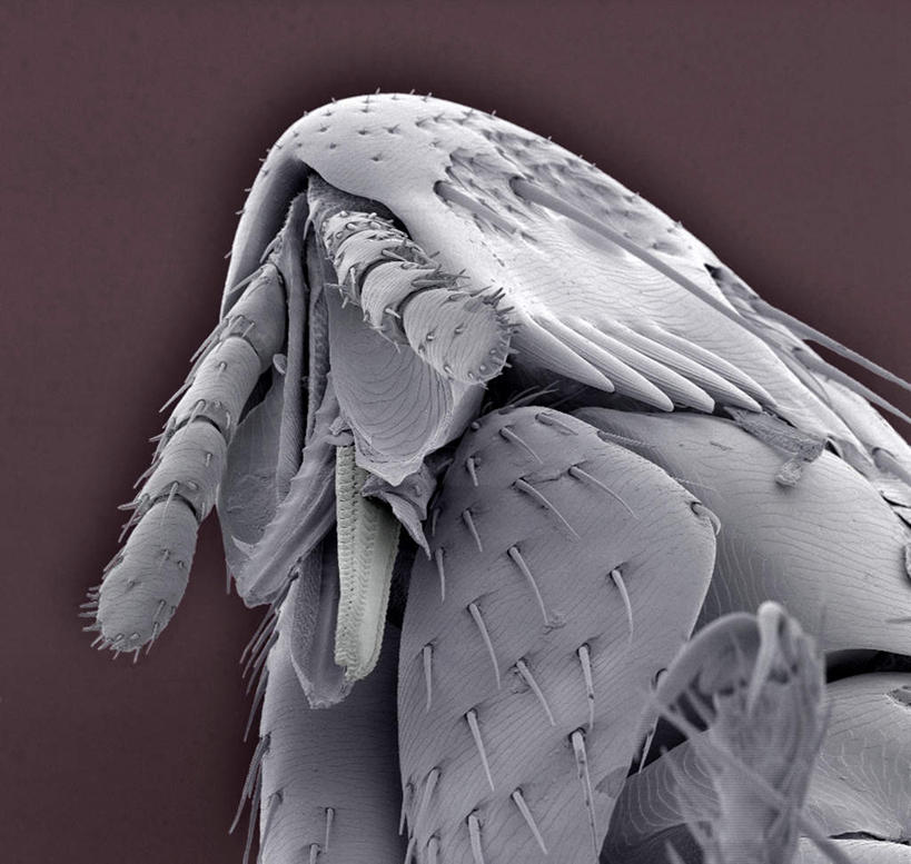 无人,横图,插画,室内,特写,白天,正面,数码,科技,阴影,网络,昆虫,高光,几何,计算机图形,合成,图画,画,动物,电脑合成图,数码合成图,漫画,写实,具体,具象,害虫,寄生,寄生虫,跳蚤,虼蚤,虼蚤子,彩图