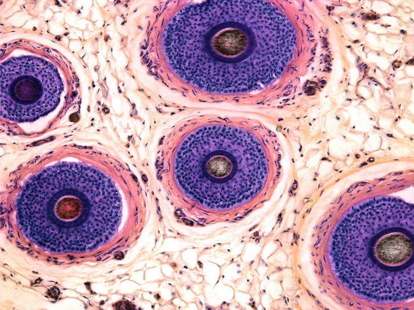 无人,横图,插画,室内,特写,白天,正面,数码,科技,阴影,网络,圆形,高光,几何,计算机图形,合成,图画,画,蓝色,电脑合成图,数码合成图,横截面,漫画,写实,具体,具象,毛囊,髓质,彩图