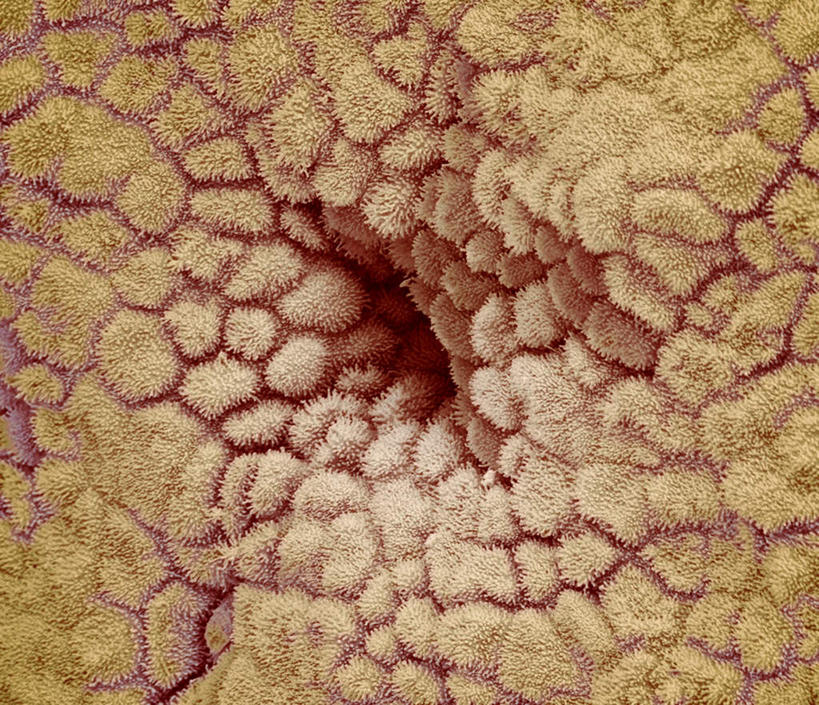 内脏,动脉,静脉,子宫,无人,横图,插画,室内,特写,白天,正面,数码,科技,静物,阴影,网络,医学,绒毛,高光,几何,计算机图形,合成,图画,画,模型,人体,电脑合成图,数码合成图,生物学,人体器官,器官,漫画,生理学,写实,具体,具象,女性生殖器官,内膜,上皮细胞,彩图,生殖系统