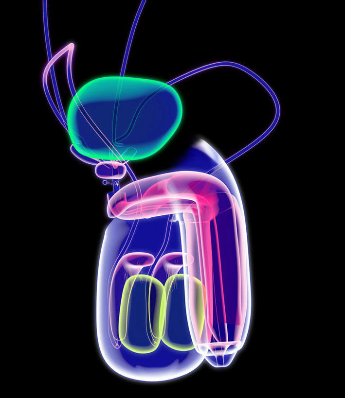 膀胱,阴茎,睾丸,阴囊,尿道,无人,竖图,插画,室内,特写,白天,正面,数码,科技,阴影,黑色背景,网络,线条,高光,几何,计算机图形,合成,图画,画,轮廓,皮肤,电脑合成图,数码合成图,漫画,泌尿系统,前列腺,写实,具体,具象,附睾,内生殖器,排泄器官,外生殖器,输精管,精囊腺,尿道球腺,射精管,彩图,海绵体,筋膜,男性生殖系统,尿道海绵体,生殖器官,阳具,阴茎海绵体