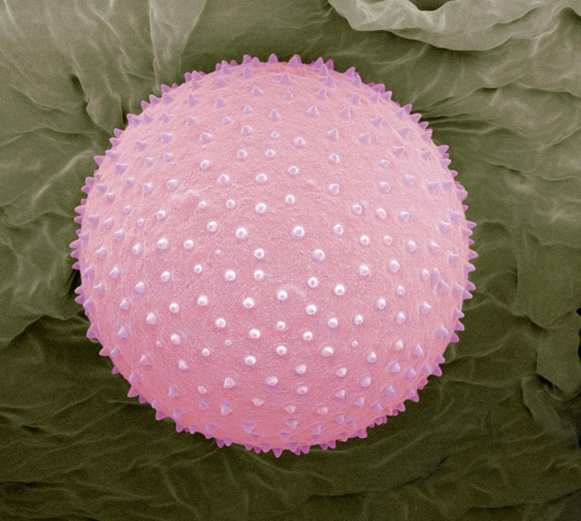 无人,横图,插画,室内,特写,白天,正面,数码,仪器,科技,阴影,检查,反射,分析,科学,网络,显微镜,高光,几何,计算机图形,合成,图画,画,一个,粉色,观察,清晰,探索,放大,单个,观看,仔细,电脑合成图,数码合成图,透镜,凸透镜,聚焦,关注,漫画,花粉,写实,具体,具象,光学,清楚,电镜,彩图