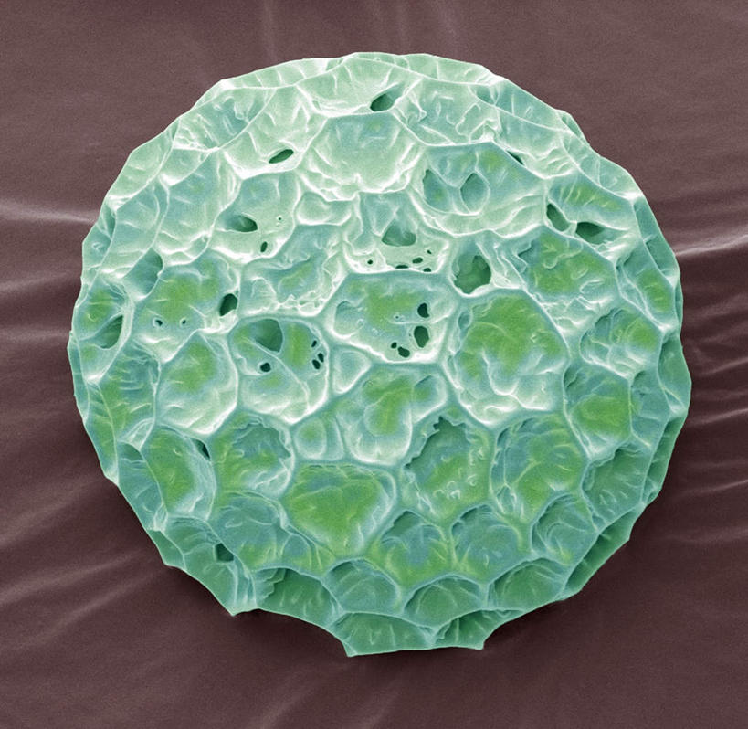 无人,横图,室内,特写,白天,正面,数码,科技,阴影,灰色背景,新鲜,网络,圆形,高光,几何,计算机图形,球形,合成,一个,绿色,单个,青春,电脑合成图,数码合成图,生命,和平,安详,花粉,写实,具体,具象,福乐花,福禄花,福禄考,冷色,彩图