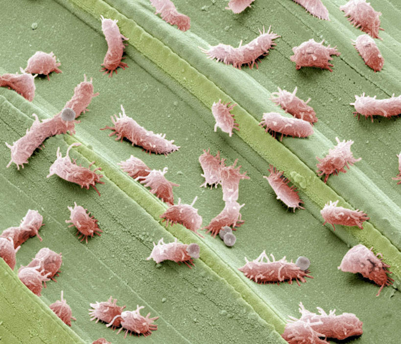 无人,横图,室内,特写,白天,正面,爱情,幸福,数码,科技,许多,阴影,新鲜,网络,细菌,粉红色,粉红,很多,高光,几何,计算机图形,浪漫,合成,排列,粉色,绿色,健康,可爱,活泼,青春,满足,电脑合成图,数码合成图,甜美,生命,时髦,和平,安详,温柔,纯真,写实,具体,具象,摆列,冷色,彩图,布列,分列