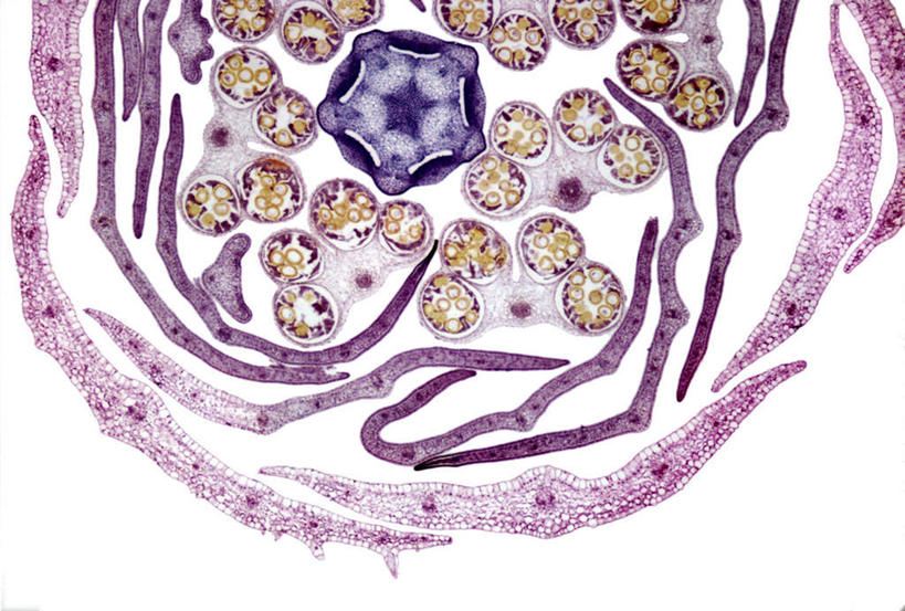 无人,横图,室内,特写,白天,白色背景,正面,爱情,神秘,数码,科技,许多,阴影,网络,很多,高光,几何,计算机图形,合成,花蕾,排列,紫色,菊花,吉祥,电脑合成图,数码合成图,优美,庄重,高贵,消极,微粒,写实,具体,具象,高洁,长寿,怀恋,清净,真情,寿客,秋菊,摆列,冷色,孤寂,彩图,布列,分列,奢华