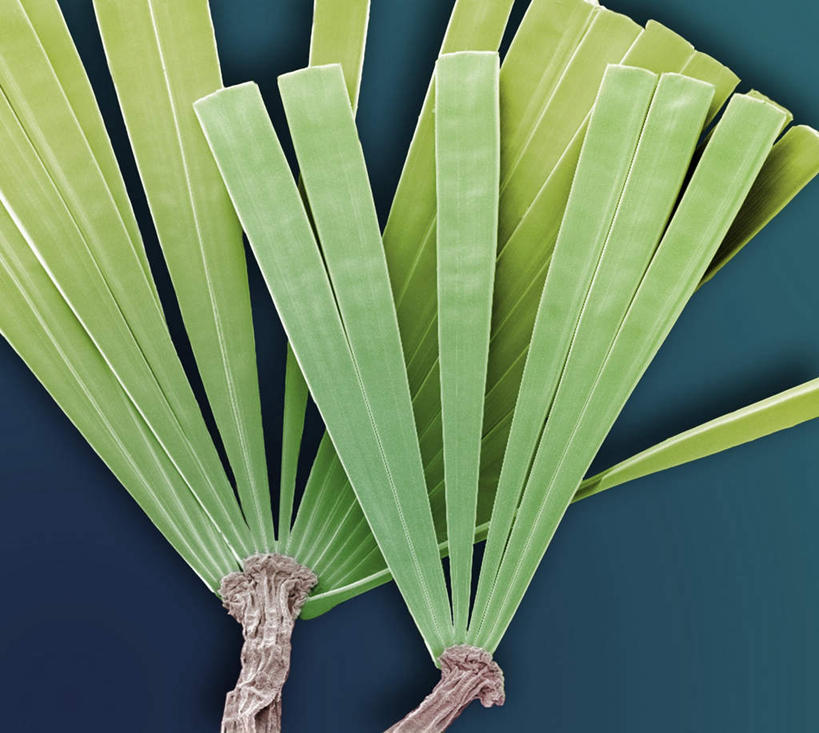 无人,横图,室内,特写,白天,正面,数码,科技,阴影,蓝色背景,条状,新鲜,网络,高光,几何,计算机图形,合成,海洋生物,两个,绿色,扇形,青春,电脑合成图,数码合成图,生命,和平,安详,水生物,写实,具体,具象,冷色,硅藻,彩图