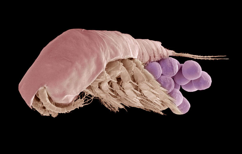 无人,横图,室内,特写,白天,正面,神秘,数码,科技,一堆,许多,阴影,堆叠,堆积,黑色背景,网络,很多,高光,几何,计算机图形,合成,海洋生物,一个,紫色,单个,堆,电脑合成图,数码合成图,尖锐,优美,庄重,高贵,消极,水生动物,水生物,海底动物,写实,具体,具象,冷色,产卵,孤寂,彩图,奢华