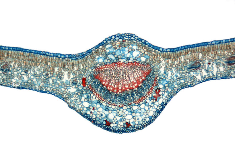 无人,横图,室内,特写,白天,白色背景,正面,幸福,数码,科技,茶,许多,阴影,透明,网络,细胞,圆点,茶叶,很多,高光,几何,计算机图形,合成,娱乐,排列,一个,蓝色,享受,休闲,温馨,放松,乐趣,单个,电脑合成图,数码合成图,提神,舒适,醒脑,写实,具体,具象,理智,沉静,摆列,细胞质,冷色,高深,冷淡,彩图,布列,分列