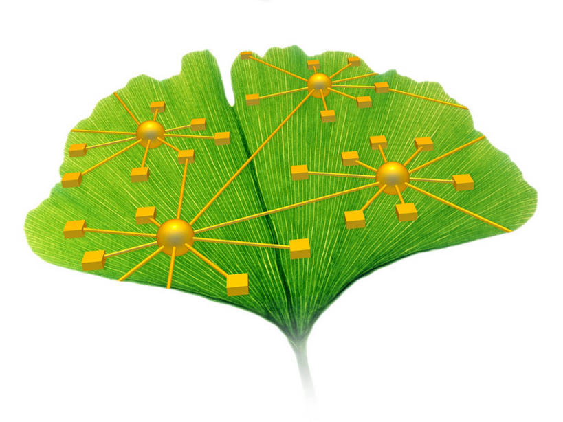 脑,脊髓,无人,横图,室内,白天,白色背景,正面,数码,分子,科技,植物,叶子,阴影,网络,化学,草药,药草,高光,几何,计算机图形,合成,中药,树叶,一个,绿色,银杏叶,单个,电脑合成图,数码合成图,合成图,原子,药材,中草药,粒子,中药材,本草,写实,具体,具象,白果叶,脊神经,脑神经,中枢神经系统,周围神经系统,脊柱,叶片,彩图,调节系统,植物性神经,周围神经,神经系统,中枢神经