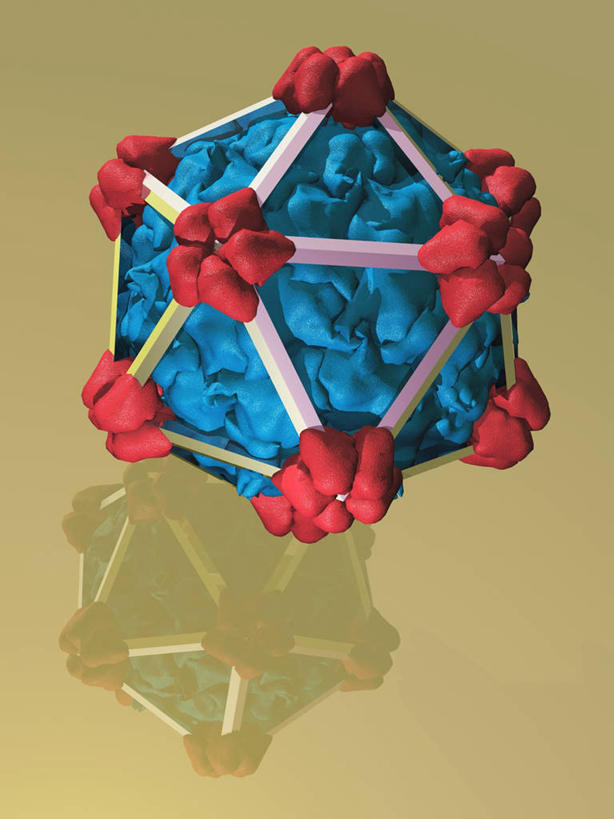 无人,竖图,插画,室内,白天,正面,数码,科技,微生物,阴影,黄色背景,网络,医学,图形,高光,几何,计算机图形,合成,图画,画,一个,红色,蓝色,球体,生物,单个,电脑合成图,数码合成图,医疗,病毒,生物学,合成图,数学,漫画,写实,具体,具象,寄生,生命体,生物病毒,噬菌体,彩图,几何图形,立体几何,立体图形