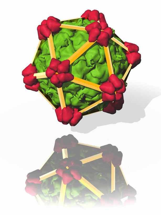 无人,竖图,插画,室内,白天,白色背景,正面,数码,分子,科技,微生物,阴影,反射,网络,化学,医学,影子,高光,几何,计算机图形,合成,图画,画,一个,红色,绿色,生物,单个,电脑合成图,数码合成图,医疗,病毒,生物学,合成图,原子,漫画,粒子,写实,具体,具象,寄生,生命体,生物病毒,噬菌体,彩图