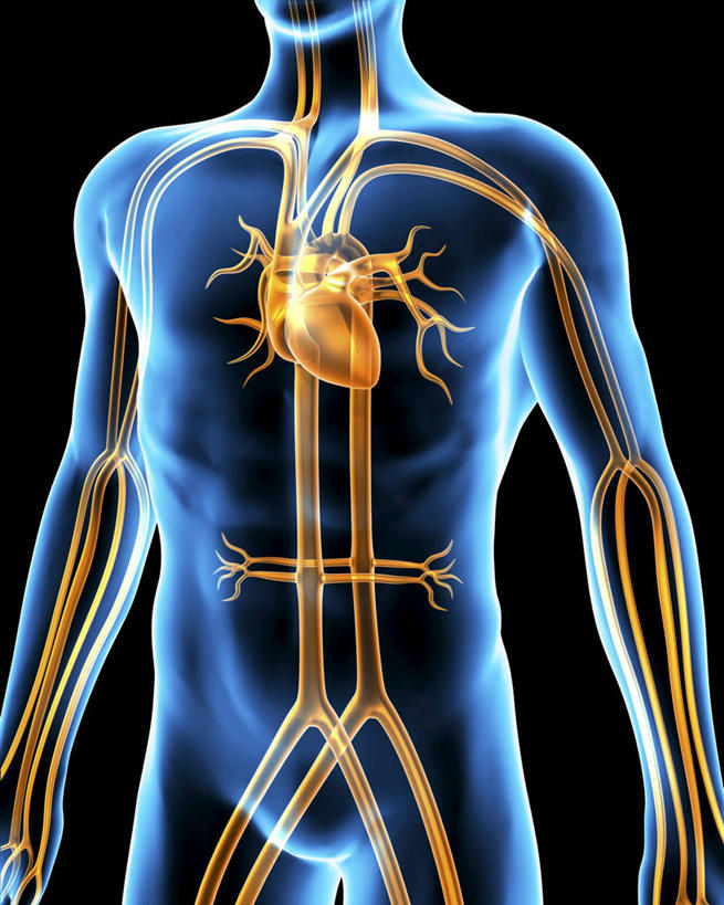 内脏,心脏,动脉,静脉,血管,一个人,无人,站,竖图,插画,x光片,室内,白天,正面,数码,科技,仅一个男性,仅一个人,阴影,黑色背景,辐射,科学,网络,医学,高光,几何,计算机图形,合成,图画,裸露,画,仅一个年轻男性,站着,人体,电脑合成图,数码合成图,医疗,生物学,心血管系统,人体器官,科学技术,x射线,器官,合成图,封闭,裸,x光,漫画,心血管,心房,心室,写实,具体,具象,血液循环,自然科学,博物学,生物科学,男人,男性,年轻男性,心,站立,X光图片,X光图像,半身,彩图,管道系统,电磁波,电磁辐射