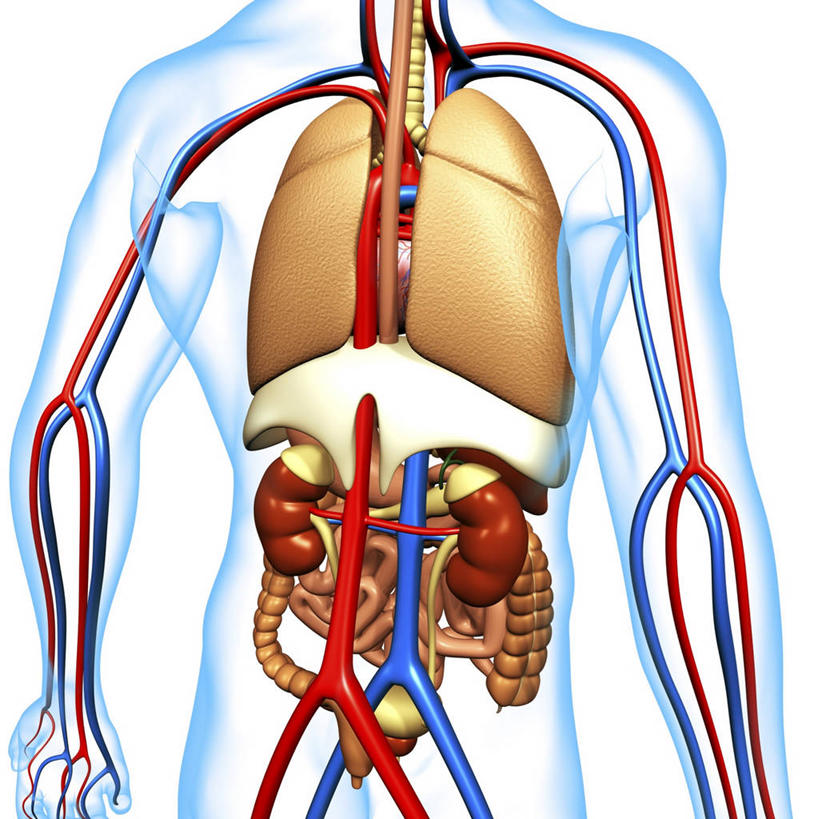 内脏,肺,心脏,胰腺,肠,动脉,静脉,胆囊,十二指肠,一个人,无人,站,竖图,插画,室内,白天,白色背景,正面,数码,科技,仅一个男性,仅一个人,阴影,科学,网络,医学,高光,几何,计算机图形,系统,合成,图画,画,仅一个年轻男性,站着,人体,电脑合成图,数码合成图,生物学,人体器官,器官,合成图,呼吸,漫画,心血管,心房,心室,写实,具体,具象,呼吸系统,胆管,消化道,胰管,吸收,消化管,消化,排泄,自然科学,摄取,博物学,生物科学,男人,男性,年轻男性,大肠,肺部,肺脏,盲肠,小肠,心,直肠,站立,半身,彩图,吐故纳新,气体交换,消化腺,转运,消化系统