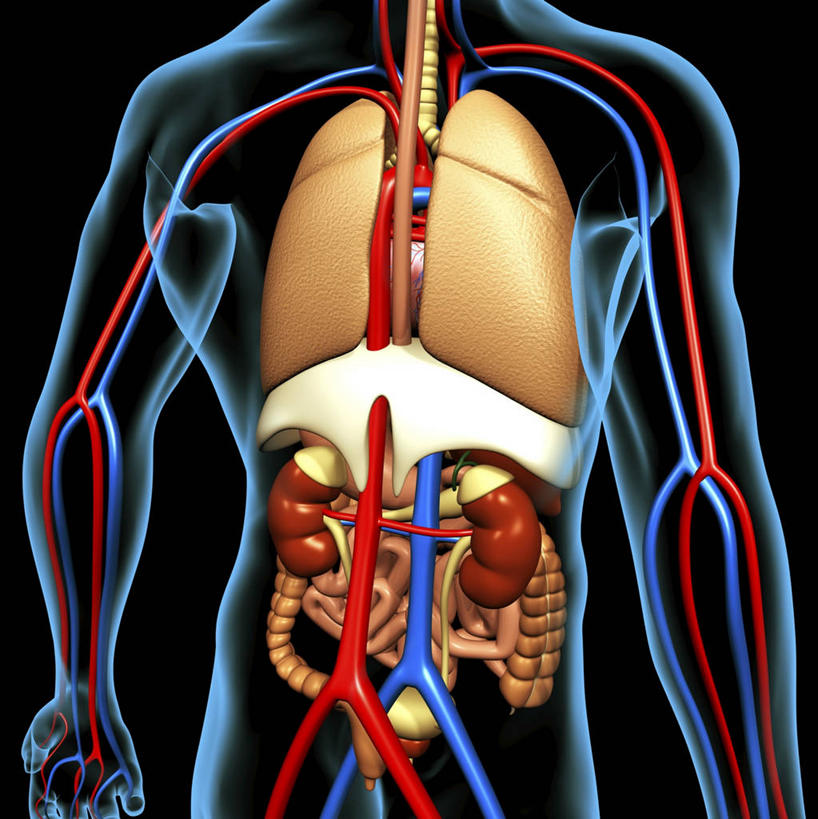 内脏,肺,心脏,胰腺,肠,肾脏,动脉,静脉,胆囊,膀胱,尿道,十二指肠,一个人,无人,站,竖图,插画,x光片,室内,白天,正面,数码,科技,仅一个男性,仅一个人,阴影,黑色背景,辐射,科学,网络,医学,高光,几何,计算机图形,系统,合成,图画,裸露,画,仅一个年轻男性,站着,人体,电脑合成图,数码合成图,医疗,生物学,人体器官,科学技术,x射线,器官,合成图,裸,x光,呼吸,漫画,泌尿系统,输尿管,心血管,心房,心室,写实,具体,具象,呼吸系统,胆管,消化道,胰管,吸收,消化管,消化,排泄,自然科学,摄取,博物学,生物科学,男人,男性,年轻男性,大肠,肺部,肺脏,盲肠,小肠,心,直肠,站立,X光图片,X光图像,半身,彩图,代谢,吐故纳新,气体交换,消化腺,转运,消化系统,电磁波,电磁辐射