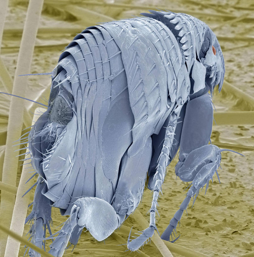 无人,竖图,插画,室内,白天,正面,数码,仪器,科技,阴影,检查,反射,分析,科学,网络,昆虫,显微镜,高光,几何,计算机图形,合成,图画,画,一个,蓝色,动物,观察,清晰,探索,放大,单个,观看,仔细,电脑合成图,数码合成图,透镜,凸透镜,聚焦,合成图,关注,漫画,写实,具体,具象,光学,害虫,清楚,寄生,寄生虫,跳蚤,虼蚤,虼蚤子,显微图片,彩图,猫跳蚤,猫蚤,扫描电镜,扫描电子显微镜