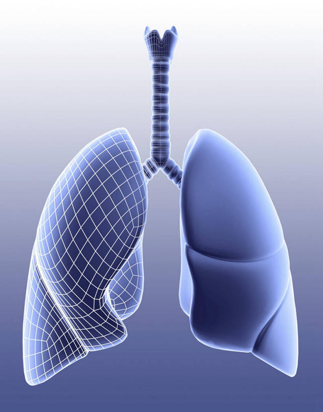 内脏,肺,动脉,静脉,无人,竖图,插画,室内,白天,正面,数码,科技,阴影,蓝色背景,科学,网络,医学,高光,几何,计算机图形,系统,合成,图画,画,蓝色,人体,电脑合成图,数码合成图,生物学,人体器官,器官,合成图,呼吸,漫画,写实,具体,具象,呼吸系统,自然科学,博物学,生物科学,肺部,肺脏,彩图,吐故纳新,气体交换