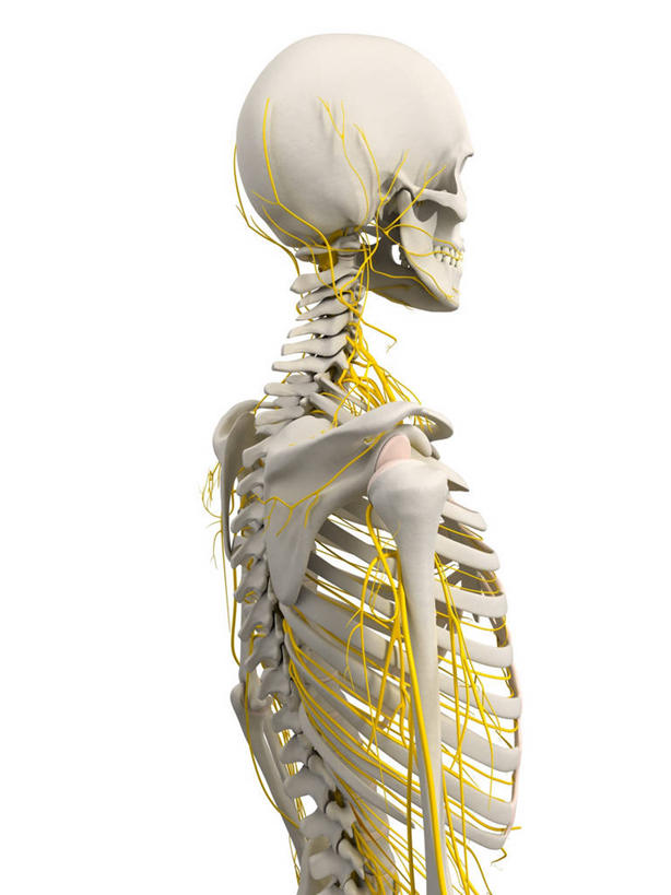 颅骨,脑,脊髓,骨骼,一个人,无人,站,竖图,插画,室内,白天,白色背景,正面,数码,科技,仅一个男性,仅一个人,阴影,网络,骨头,高光,几何,计算机图形,合成,图画,画,仅一个年轻男性,黄色,白色,站着,电脑合成图,数码合成图,骨架,合成图,漫画,写实,具体,具象,鼻骨,顶骨,额骨,颈椎,颞骨,脊神经,脑神经,下颌骨,颧骨,中枢神经系统,周围神经系统,男人,男性,年轻男性,脊柱,头盖骨,站立,半身,彩图,调节系统,植物性神经,周围神经,神经系统,中枢神经