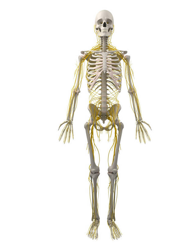 颅骨,脑,脊髓,骨骼,一个人,无人,站,竖图,插画,室内,白天,白色背景,正面,数码,科技,仅一个男性,仅一个人,阴影,网络,骨头,高光,几何,计算机图形,合成,图画,画,仅一个年轻男性,黄色,白色,站着,电脑合成图,数码合成图,骨架,合成图,漫画,写实,具体,具象,鼻骨,顶骨,额骨,颈椎,颞骨,脊神经,脑神经,下颌骨,颧骨,中枢神经系统,周围神经系统,男人,男性,年轻男性,脊柱,头盖骨,站立,彩图,全身,调节系统,植物性神经,周围神经,神经系统,中枢神经