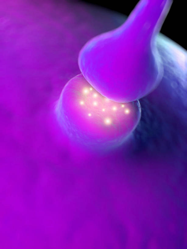 无人,竖图,插画,室内,白天,正面,神秘,数码,科技,微生物,阴影,传递,科学,网络,细胞,高光,几何,计算机图形,联系,合成,图画,画,紫色,电脑合成图,数码合成图,生物学,优美,传送,庄重,合成图,高贵,消极,漫画,神经元,写实,具体,具象,突触,神经细胞,冷色,自然科学,博物学,生物科学,孤寂,接触,彩图,接点,奢华