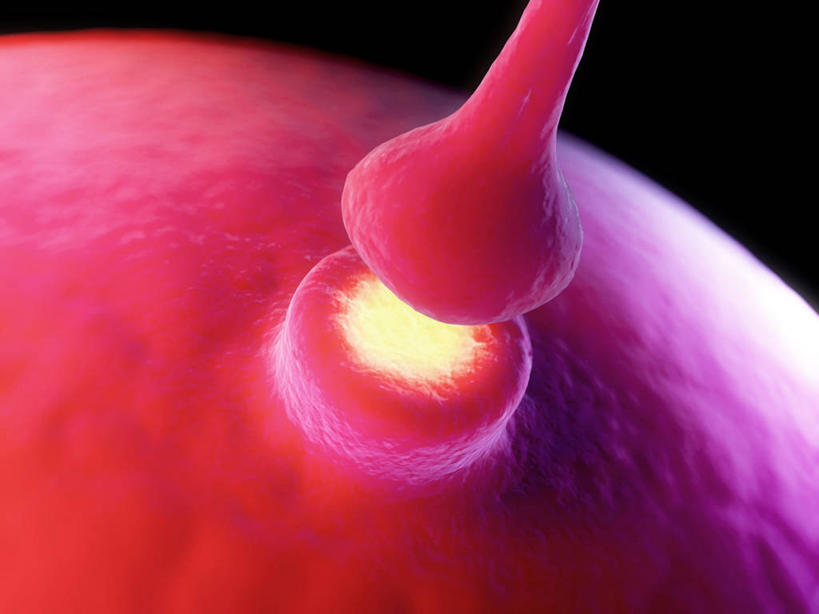 无人,横图,插画,室内,白天,正面,兴奋,热情,数码,科技,微生物,阴影,黑色背景,传递,科学,网络,细胞,高光,几何,计算机图形,开放,联系,合成,图画,画,粉色,红色,健康,温暖,奔放,活力,积极,激情,朝气,暖色,吉祥,电脑合成图,数码合成图,生物学,传送,生命,合成图,漫画,饱满,神经元,写实,具体,具象,革命,突触,神经细胞,热烈,赤色,充实,斗志,喜气,主动,自然科学,博物学,生物科学,接触,彩图,欢乐,接点