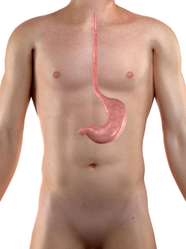 腹部,内脏,胃,动脉,静脉,一个人,无人,站,竖图,插画,室内,白天,白色背景,正面,数码,科技,仅一个男性,仅一个人,阴影,科学,网络,医学,褐色,高光,几何,计算机图形,合成,图画,裸露,画,仅一个年轻男性,站着,人体,电脑合成图,数码合成图,生物学,人体器官,器官,合成图,裸,漫画,剖面,切面,写实,具体,具象,自然科学,博物学,生物科学,男人,男性,年轻男性,胃部,站立,半身,彩图,剖视图,剖切面,剖视