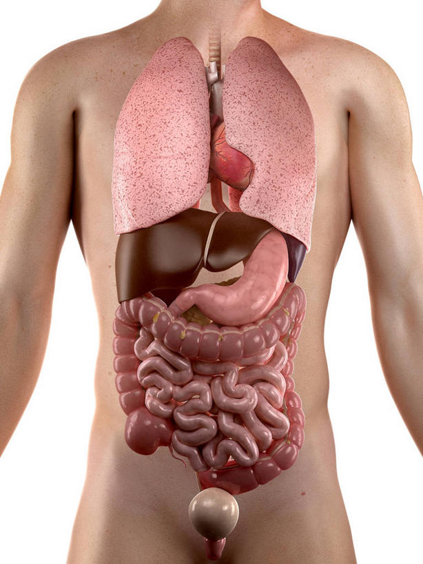 腹部,内脏,肺,胃,肠,动脉,静脉,十二指肠,一个人,无人,站,竖图,插画,室内,白天,白色背景,正面,数码,科技,仅一个男性,仅一个人,阴影,科学,网络,医学,褐色,高光,几何,计算机图形,合成,图画,裸露,画,仅一个年轻男性,站着,人体,电脑合成图,数码合成图,生物学,人体器官,器官,合成图,裸,漫画,剖面,切面,写实,具体,具象,自然科学,博物学,生物科学,男人,男性,年轻男性,大肠,肺部,肺脏,盲肠,小肠,直肠,胃部,站立,半身,彩图,剖视图,剖切面,剖视