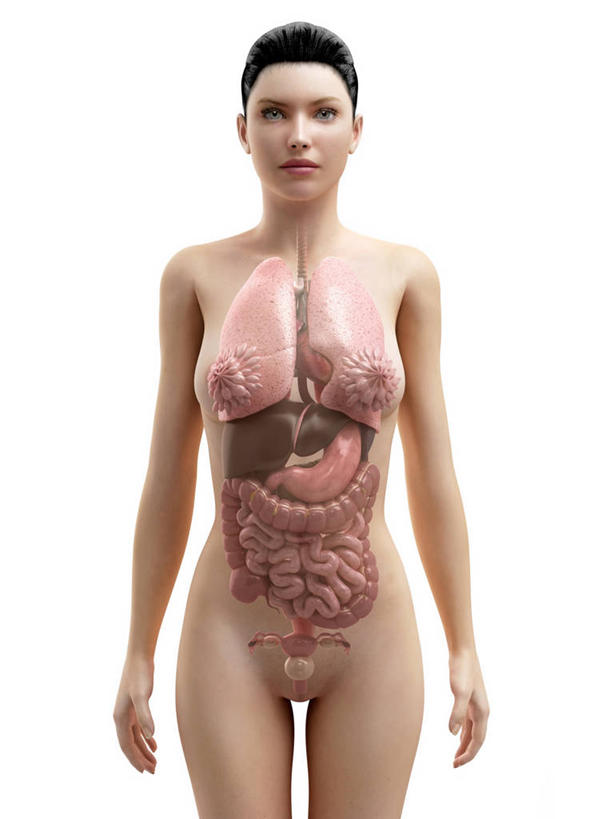 乳房,腹部,内脏,肺,胃,肠,动脉,静脉,十二指肠,一个人,无人,站,竖图,插画,室内,白天,白色背景,正面,数码,科技,仅一个年轻女性,仅一个女性,仅一个人,阴影,科学,网络,医学,褐色,高光,几何,计算机图形,合成,图画,注视,裸露,画,观察,看,站着,人体,观看,电脑合成图,数码合成图,察看,生物学,人体器官,器官,合成图,关注,裸,漫画,剖面,切面,写实,具体,具象,自然科学,博物学,生物科学,年轻女性,女人,女性,大肠,肺部,肺脏,盲肠,小肠,直肠,胃部,站立,半身,彩图,剖视图,剖切面,剖视