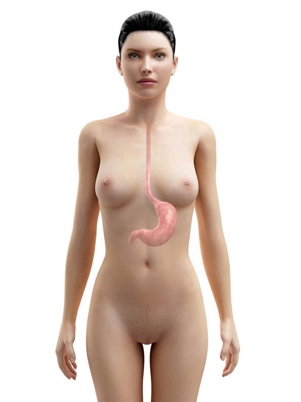 腹部,内脏,胃,动脉,静脉,一个人,无人,站,竖图,插画,室内,白天,白色背景,正面,数码,科技,仅一个年轻女性,仅一个女性,仅一个人,阴影,科学,网络,医学,褐色,高光,几何,计算机图形,合成,图画,注视,裸露,画,观察,看,站着,人体,观看,电脑合成图,数码合成图,察看,生物学,人体器官,器官,合成图,关注,裸,漫画,剖面,切面,写实,具体,具象,自然科学,博物学,生物科学,年轻女性,女人,女性,胃部,站立,半身,彩图,剖视图,剖切面,剖视