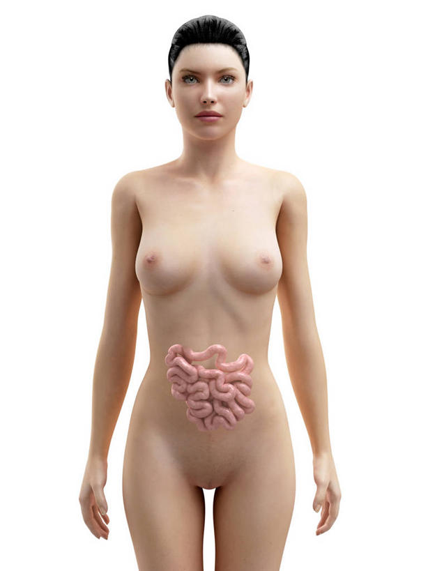 内脏,肠,动脉,静脉,十二指肠,一个人,无人,站,竖图,插画,室内,白天,白色背景,正面,数码,科技,仅一个年轻女性,仅一个女性,仅一个人,阴影,科学,网络,医学,褐色,高光,几何,计算机图形,合成,图画,注视,裸露,画,观察,看,站着,人体,观看,电脑合成图,数码合成图,察看,生物学,人体器官,器官,合成图,关注,裸,漫画,剖面,切面,写实,具体,具象,自然科学,博物学,生物科学,年轻女性,女人,女性,大肠,盲肠,小肠,直肠,站立,半身,彩图,剖视图,剖切面,剖视