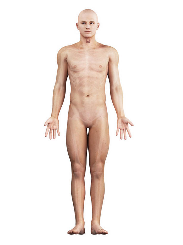 内脏,动脉,静脉,一个人,无人,站,竖图,插画,室内,白天,白色背景,正面,数码,科技,仅一个男性,仅一个人,阴影,科学,网络,医学,高光,几何,计算机图形,合成,图画,注视,裸露,画,仅一个年轻男性,观察,看,站着,人体,赤裸,观看,电脑合成图,数码合成图,察看,生物学,人体器官,张开五指,器官,合成图,关注,裸,漫画,腺体,写实,具体,具象,甲状腺,自然科学,博物学,生物科学,男人,男性,年轻男性,站立,彩图,全身,五指张开