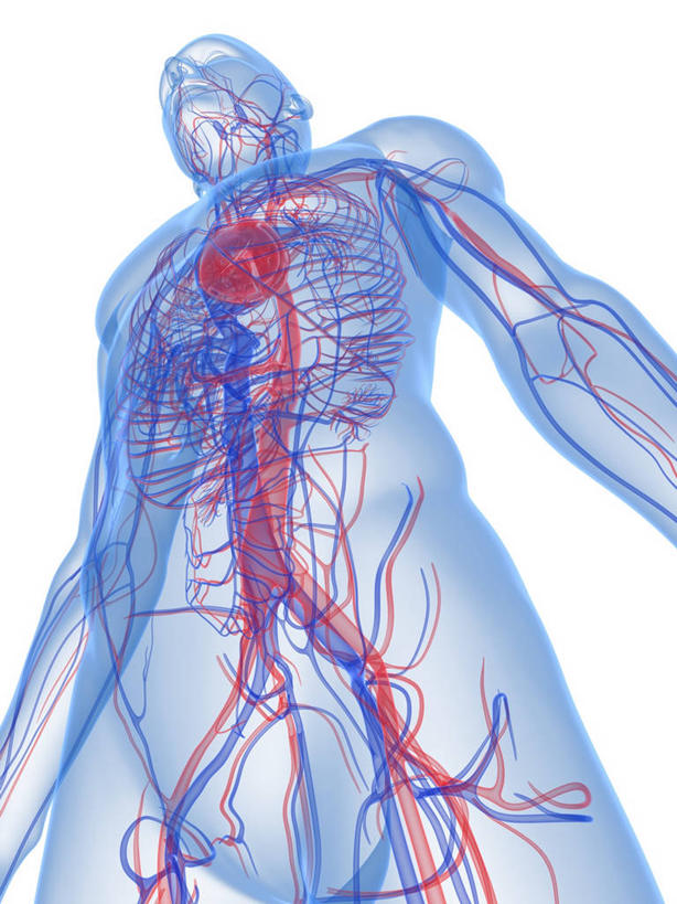 内脏,心脏,动脉,静脉,血管,一个人,无人,站,竖图,插画,室内,白天,白色背景,正面,数码,科技,仅一个男性,仅一个人,阴影,科学,网络,医学,高光,几何,计算机图形,合成,图画,画,仅一个年轻男性,站着,人体,电脑合成图,数码合成图,生物学,心血管系统,人体器官,器官,合成图,封闭,漫画,心血管,心房,心室,写实,具体,具象,血液循环,自然科学,博物学,生物科学,男人,男性,年轻男性,心,站立,半身,彩图,管道系统