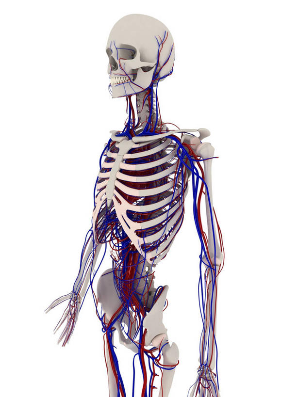 颅骨,脊髓,动脉,静脉,骨骼,血管,一个人,无人,站,竖图,插画,室内,白天,白色背景,正面,数码,科技,仅一个男性,仅一个人,阴影,科学,网络,医学,骨头,高光,几何,计算机图形,合成,图画,画,仅一个年轻男性,站着,人体,电脑合成图,数码合成图,骨架,生物学,心血管系统,胸腔,器官,合成图,封闭,漫画,写实,具体,具象,鼻骨,顶骨,额骨,颈椎,颞骨,下颌骨,颧骨,血液循环,自然科学,博物学,生物科学,男人,男性,年轻男性,脊柱,头盖骨,站立,半身,彩图,管道系统