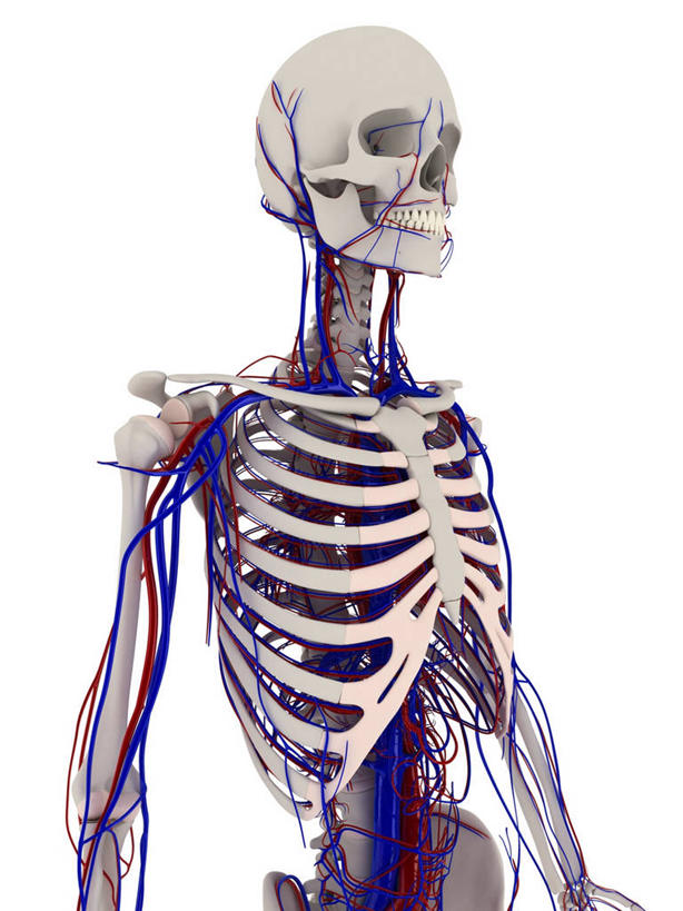 颅骨,脊髓,动脉,静脉,骨骼,血管,一个人,无人,站,竖图,插画,室内,白天,白色背景,正面,数码,科技,仅一个男性,仅一个人,阴影,科学,网络,医学,骨头,高光,几何,计算机图形,合成,图画,画,仅一个年轻男性,站着,人体,电脑合成图,数码合成图,骨架,生物学,心血管系统,胸腔,器官,合成图,封闭,漫画,写实,具体,具象,鼻骨,顶骨,额骨,颈椎,颞骨,下颌骨,颧骨,血液循环,自然科学,博物学,生物科学,男人,男性,年轻男性,脊柱,头盖骨,站立,半身,彩图,管道系统