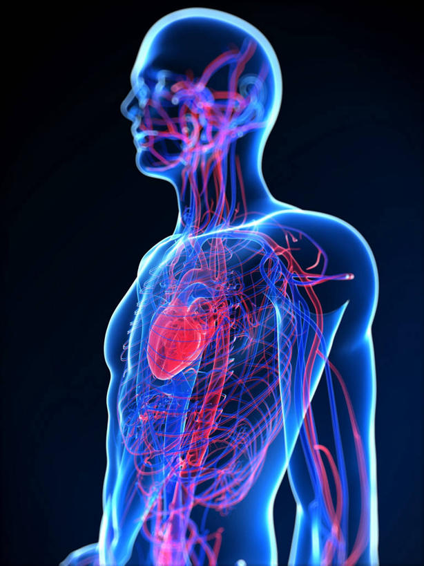 内脏,心脏,动脉,静脉,血管,一个人,无人,站,竖图,插画,室内,白天,正面,数码,科技,仅一个男性,仅一个人,阴影,黑色背景,科学,网络,医学,高光,几何,计算机图形,合成,图画,画,仅一个年轻男性,站着,人体,电脑合成图,数码合成图,生物学,心血管系统,人体器官,器官,合成图,封闭,漫画,心血管,心房,心室,写实,具体,具象,血液循环,自然科学,博物学,生物科学,男人,男性,年轻男性,心,站立,彩图,全身,管道系统