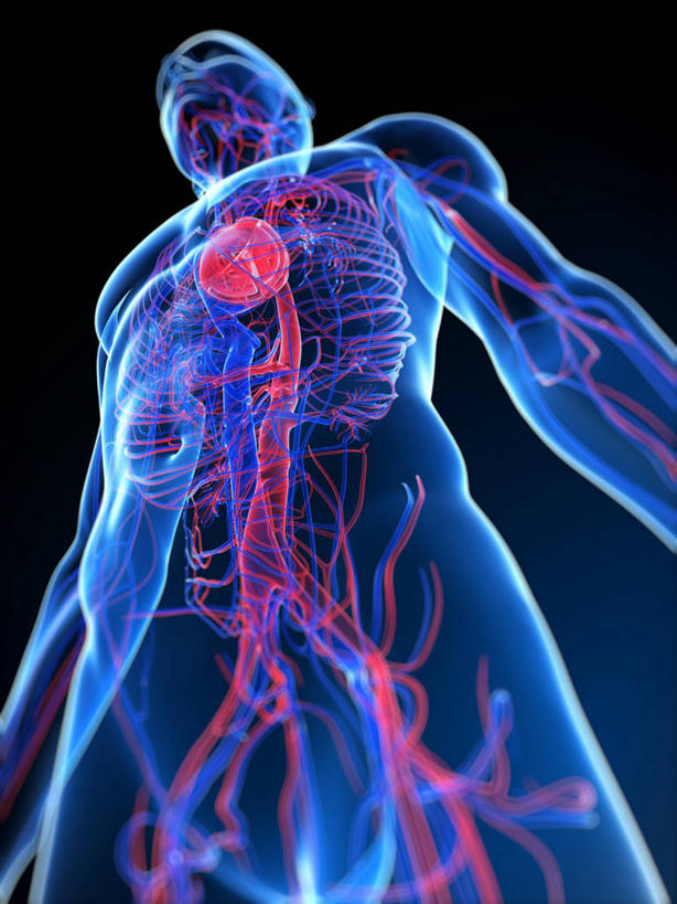 内脏,心脏,动脉,静脉,血管,一个人,无人,站,竖图,插画,室内,白天,正面,数码,科技,仅一个男性,仅一个人,阴影,黑色背景,科学,网络,医学,高光,几何,计算机图形,合成,图画,画,仅一个年轻男性,站着,人体,电脑合成图,数码合成图,生物学,心血管系统,人体器官,器官,合成图,封闭,漫画,心血管,心房,心室,写实,具体,具象,血液循环,自然科学,博物学,生物科学,男人,男性,年轻男性,心,站立,彩图,全身,管道系统