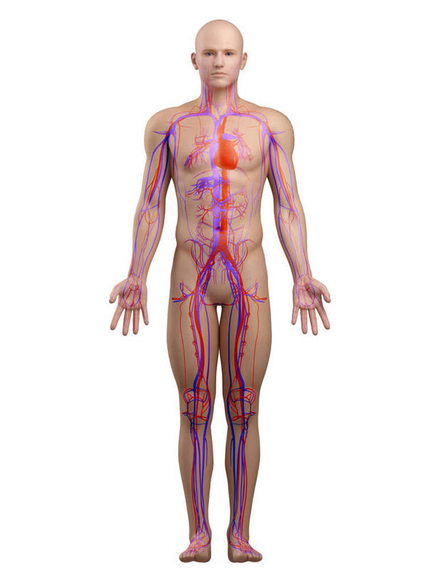 动脉,静脉,血管,一个人,无人,站,竖图,插画,室内,白天,白色背景,正面,数码,科技,仅一个男性,仅一个人,阴影,科学,网络,医学,高光,几何,计算机图形,合成,图画,注视,画,仅一个年轻男性,观察,看,站着,人体,观看,电脑合成图,数码合成图,察看,生物学,心血管系统,张开五指,器官,合成图,封闭,关注,漫画,写实,具体,具象,血液循环,自然科学,博物学,生物科学,男人,男性,年轻男性,站立,彩图,全身,管道系统,五指张开