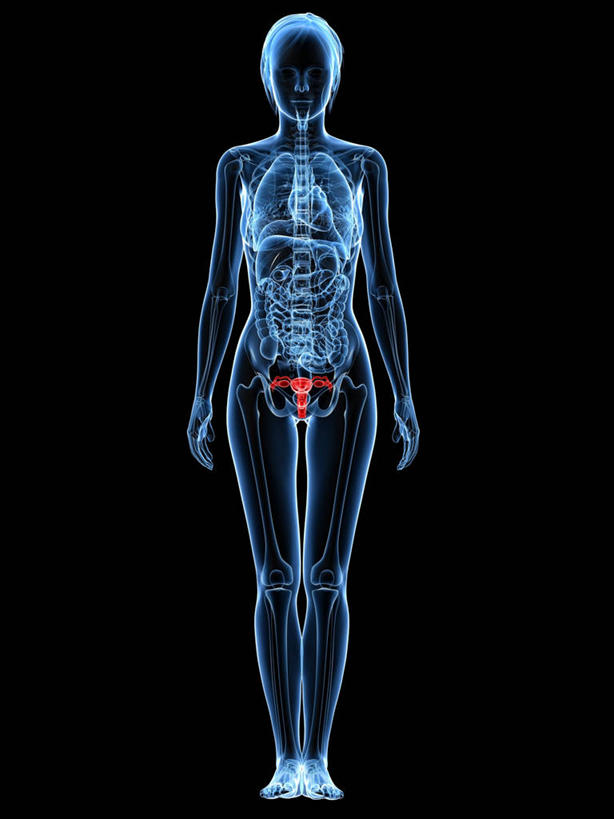 内脏,动脉,静脉,子宫,一个人,无人,站,竖图,插画,室内,白天,正面,数码,科技,仅一个年轻女性,仅一个女性,仅一个人,阴影,黑色背景,科学,网络,医学,高光,几何,计算机图形,合成,图画,画,红色,蓝色,站着,人体,电脑合成图,数码合成图,生物学,人体器官,器官,合成图,漫画,写实,具体,具象,自然科学,胞宫,雌性生殖器官,第六脏器,女子胞,博物学,生物科学,年轻女性,女人,女性,站立,彩图,全身,生殖器官