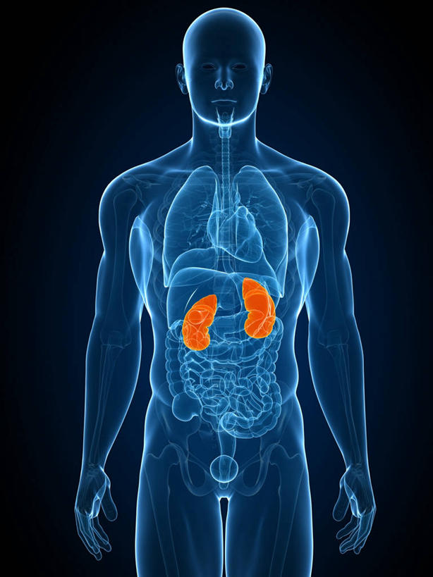 内脏,肾脏,动脉,静脉,一个人,无人,站,竖图,插画,室内,白天,正面,数码,科技,仅一个男性,仅一个人,阴影,黑色背景,科学,网络,医学,高光,几何,计算机图形,合成,图画,画,仅一个年轻男性,蓝色,站着,橙色,人体,电脑合成图,数码合成图,生物学,人体器官,器官,合成图,漫画,写实,具体,具象,自然科学,博物学,生物科学,男人,男性,年轻男性,肾,站立,半身,彩图