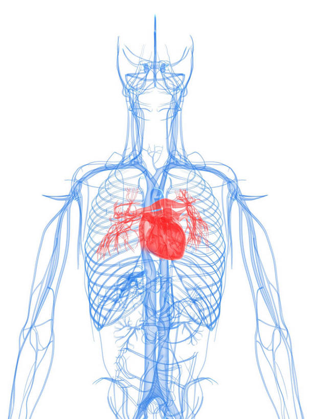 内脏,心脏,动脉,静脉,骨骼,血管,一个人,无人,竖图,插画,室内,白天,白色背景,正面,数码,科技,仅一个男性,仅一个人,阴影,科学,网络,医学,骨头,高光,几何,计算机图形,合成,图画,画,仅一个年轻男性,红色,蓝色,人体,电脑合成图,数码合成图,骨架,生物学,心血管系统,人体器官,器官,合成图,封闭,漫画,心血管,心房,心室,写实,具体,具象,血液循环,自然科学,博物学,生物科学,男人,男性,年轻男性,心,半身,彩图,管道系统