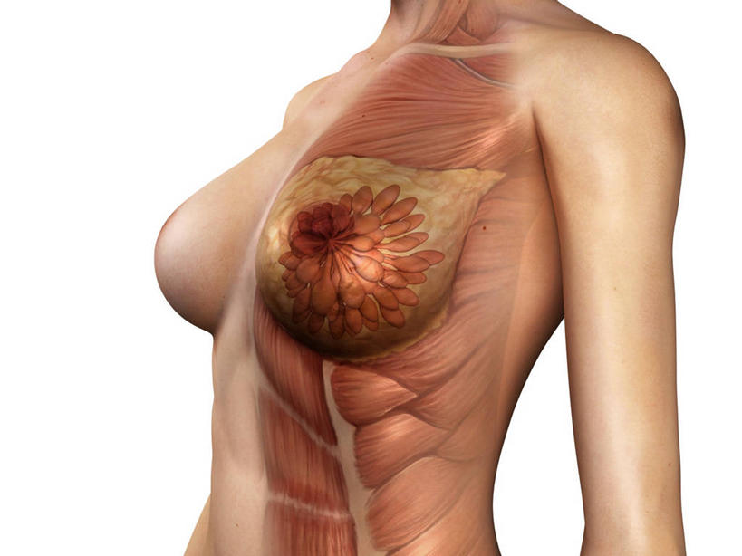 乳房,一个人,无人,站,横图,插画,室内,白天,白色背景,正面,数码,科技,微生物,仅一个年轻女性,仅一个女性,仅一个人,阴影,科学,网络,医学,细胞,高光,几何,计算机图形,合成,图画,裸露,画,站着,赤裸,电脑合成图,数码合成图,生物学,合成图,裸,漫画,写实,具体,具象,骨骼肌,年轻女性,女人,女性,站立,半身,彩图,肌肉细胞,肌细胞,横纹肌