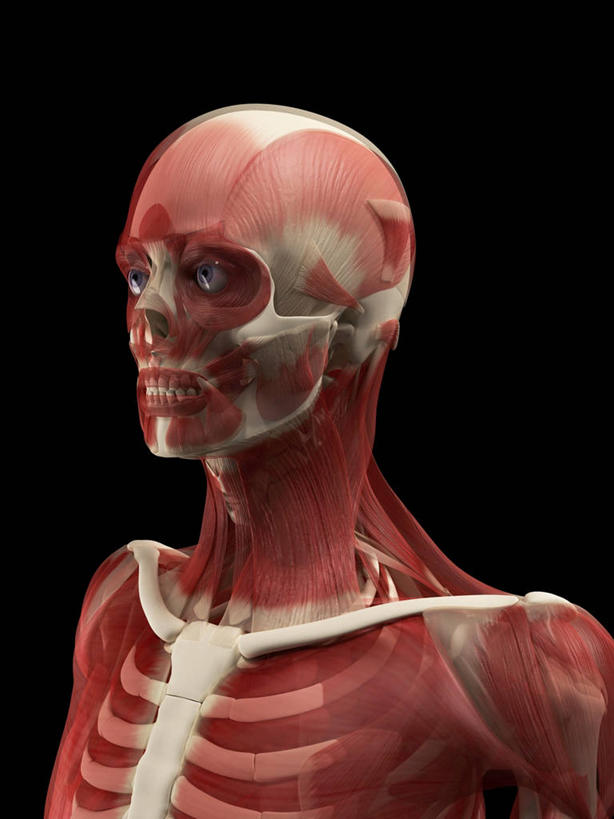 骨骼,一个人,无人,站,竖图,插画,室内,白天,正面,数码,科技,微生物,仅一个男性,仅一个人,阴影,黑色背景,科学,网络,医学,细胞,骨头,高光,几何,计算机图形,合成,图画,注视,画,仅一个年轻男性,红色,白色,观察,看,站着,观看,电脑合成图,数码合成图,骨架,察看,生物学,合成图,关注,漫画,写实,具体,具象,骨骼肌,男人,男性,年轻男性,站立,半身,彩图,肌肉细胞,肌细胞,横纹肌