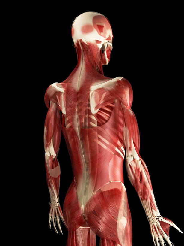 骨骼,一个人,无人,站,竖图,插画,室内,白天,正面,数码,科技,微生物,仅一个男性,仅一个人,阴影,黑色背景,科学,网络,医学,细胞,骨头,高光,几何,计算机图形,合成,图画,画,仅一个年轻男性,红色,白色,站着,电脑合成图,数码合成图,骨架,生物学,张开五指,合成图,漫画,写实,具体,具象,骨骼肌,男人,男性,年轻男性,站立,半身,彩图,肌肉细胞,肌细胞,横纹肌,五指张开