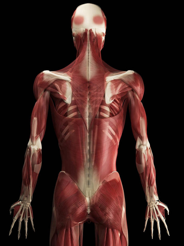 骨骼,一个人,无人,站,竖图,插画,室内,白天,正面,数码,科技,微生物,仅一个男性,仅一个人,阴影,黑色背景,科学,网络,医学,细胞,骨头,高光,几何,计算机图形,合成,图画,画,仅一个年轻男性,红色,白色,站着,电脑合成图,数码合成图,骨架,生物学,张开五指,合成图,漫画,写实,具体,具象,骨骼肌,男人,男性,年轻男性,站立,半身,彩图,肌肉细胞,肌细胞,横纹肌,五指张开