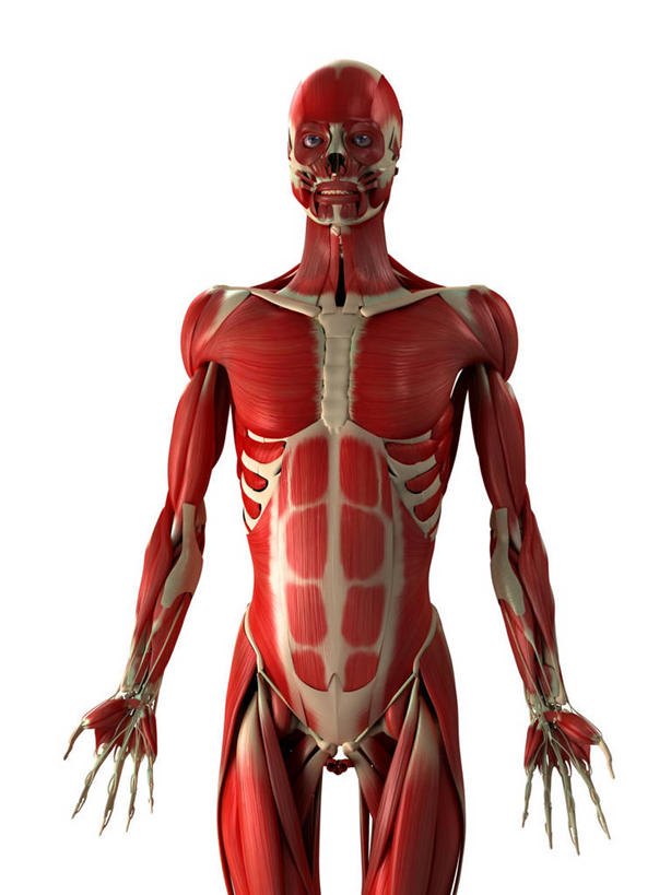 骨骼,一个人,无人,站,竖图,插画,室内,白天,白色背景,正面,数码,科技,微生物,仅一个男性,仅一个人,阴影,科学,网络,医学,细胞,骨头,高光,几何,计算机图形,合成,图画,注视,画,仅一个年轻男性,红色,白色,观察,看,站着,观看,电脑合成图,数码合成图,骨架,察看,生物学,张开五指,合成图,关注,漫画,写实,具体,具象,骨骼肌,男人,男性,年轻男性,站立,半身,彩图,肌肉细胞,肌细胞,横纹肌,五指张开