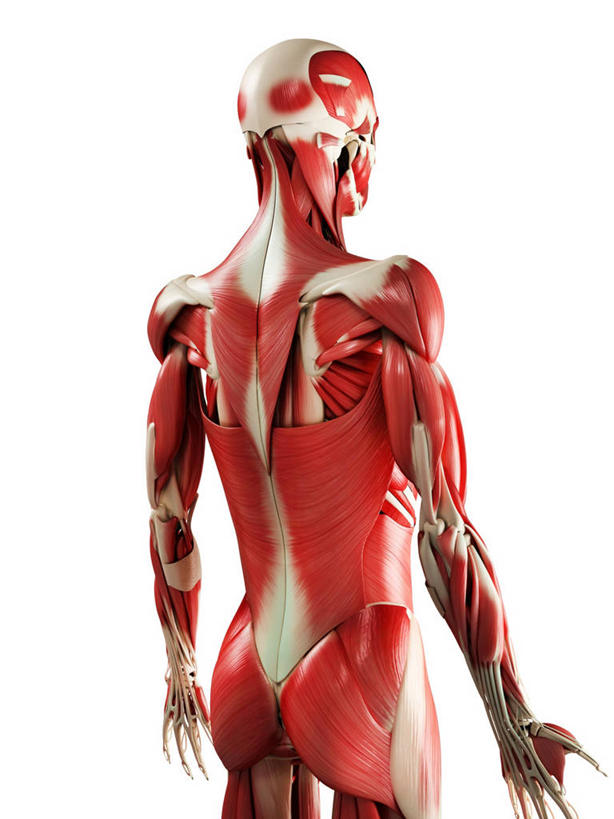 骨骼,一个人,无人,站,竖图,插画,室内,白天,白色背景,正面,数码,科技,微生物,仅一个男性,仅一个人,阴影,科学,网络,医学,细胞,骨头,高光,几何,计算机图形,合成,图画,画,仅一个年轻男性,红色,白色,站着,电脑合成图,数码合成图,骨架,生物学,张开五指,合成图,漫画,写实,具体,具象,骨骼肌,男人,男性,年轻男性,站立,半身,彩图,肌肉细胞,肌细胞,横纹肌,五指张开